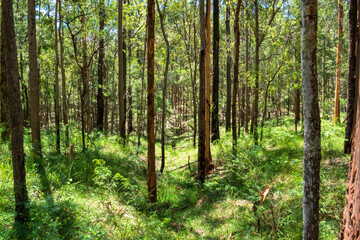 Australian bush - located in Southeast Queensland. Paperbark, gumtree and Wattyl. Featuring tracks, fallen trees and stumps. 
