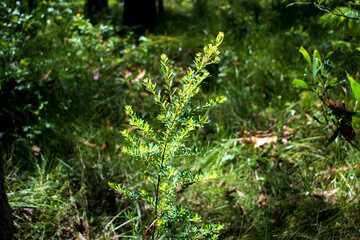 Fototapeta premium Closeup of Australian plant with road in background