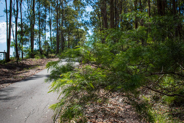 Closeup of tree with road leading into distance