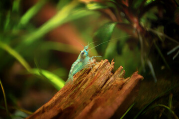 Neocaridina Freshwater Shrimp, dwarf shrimp in the aquarium. Aquascaping, aquaristic Animal macro, close up photography with a focus gradient and soft background. 