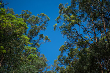 Australian bush - located in Southeast Queensland. Paperbark, gumtree and Wattyl. Featuring tracks, fallen trees and stumps. 