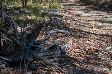 Dead tree stump in Australian bush