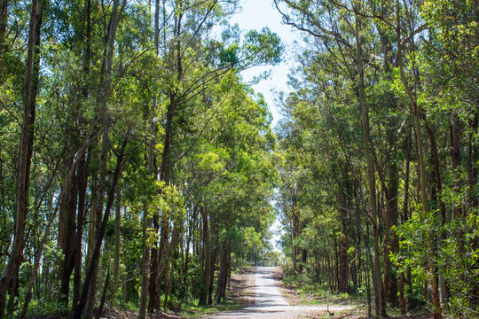 Australian Bush - Located In Southeast Queensland. Paperbark, Gumtree And Wattyl. Featuring Tracks, Fallen Trees And Stumps. 