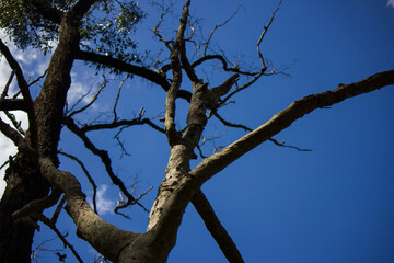 Fototapeta na wymiar Dead tree set against bright blue sky