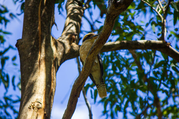 Fototapeta na wymiar Kookaburra in Australian native tree