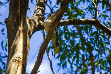 Fototapeta premium Kookaburra in Australian native tree