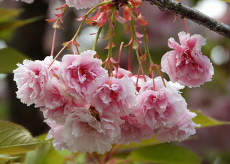 Bunch of blooming cherry flowers