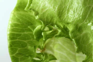 Fototapeta premium Iceberg lettuce is the crunchy, pale vegetable you'll often find added to your fast food burger or diner salad 