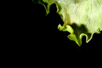 Iceberg lettuce is the crunchy, pale vegetable you'll often find added to your fast food burger or diner salad 
