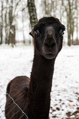 A black llama with sleek ears looks into the camera