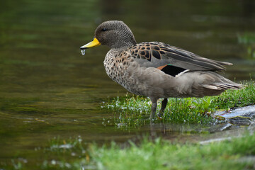 yellow-billed teal (Anas flavirostris)