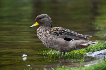 yellow-billed teal (Anas flavirostris)
