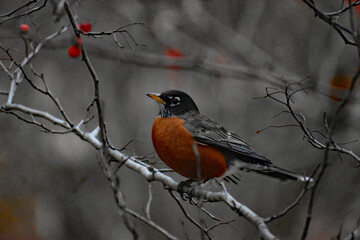 Robin sitting in tree eating berries.