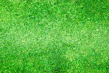 Fototapeta premium grass background Golf Courses green lawn