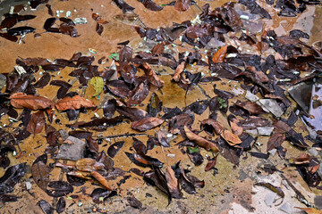 Dead leaves on wet floor