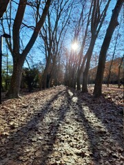 Camino d'oto&ntilde;o en el Parc de Sant Salvador, in Santa Coloma de Farners, Catalunya