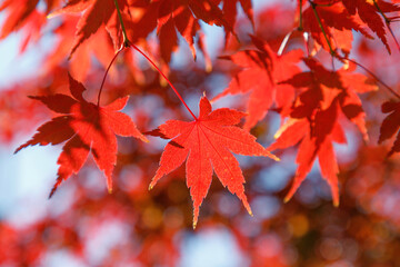 紅葉、真っ赤に色づいたモミジの葉のアップ