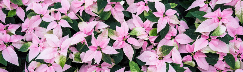 Pink and white poinsettia flowers in full bloom, Christmas flowers, as a holiday background
