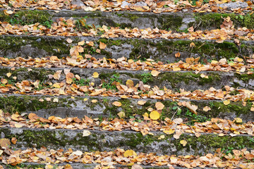 Old stone steps of the stairs in the forest are covered with yellow autumn leaves.