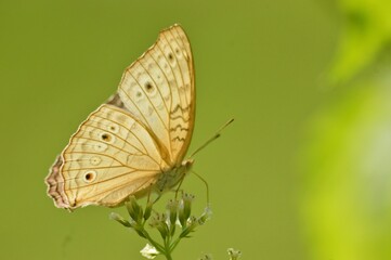butterfly on leaf close-up with blurred background