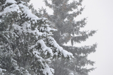 Snow Covered Firs, Selective Focus