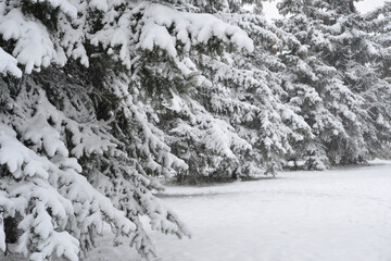 Snow Covered Firs, Selective Focus