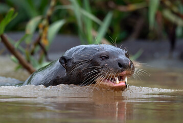 Fototapeta premium Giant Otter with open mouth swimming in the water. Giant River Otter, Pteronura brasiliensis. Natural habitat. Brazil
