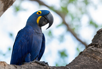 Blue Hyacinth macaw sitting on the branch. Side view, blue sky background. Bright Blue Hyacinth Macaw, Anodorhynchus hyacinthinus. Natural habitat. Brazil.