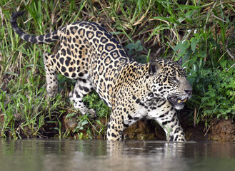Jaguar walking in water. Panthera onca. Green natural background. Side view. Natural habitat. Cuiaba river,  Brazil