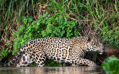 Fototapeta na wymiar Sneaking Jaguar in the water on the river. Green natural background. Panthera onca. Natural habitat. Cuiaba river, Brazil