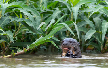Giant Otter eating fish in the water. Green natural background. Giant River Otter, Pteronura brasiliensis. Natural habitat. Brazil