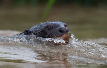 Obraz premium Giant swimming in the water. Giant River Otter, Pteronura brasiliensis. Natural habitat. Brazil