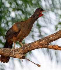 The Chaco chachalaca (Ortalis canicollis) singing  on the tree. Natural habitat. Brazil