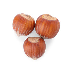 Fresh hazelnuts on white background