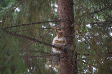 Blurred squirrel with winter fur on a tree in the forest. Selective focus, nature