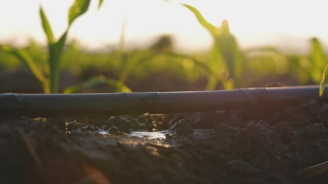 Water drips into soil from drip tape, agriculture drip irrigation system in corn sapling plantation with sun shines in evening, low angle, agricultural technology and saving water