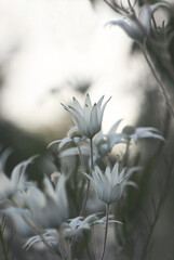 Soft moody Australian native flannel flowers, Actinotus helianthi, family Apiaceae, growing in Sydney woodland at dusk. Spring to summer flowering.