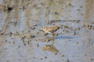 A lead sandpiper (Calidris minutilla) wading in shallow water in the saltmarsh in St. Augustine, Florida.