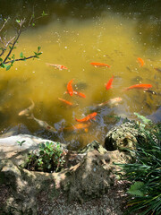 koi fish in pond