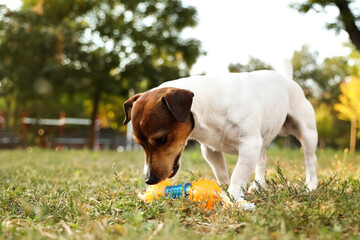 Cute Jack Russel terrier playing with toy in park