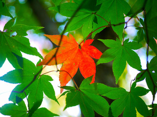 紅一点　一枚だけ色づくモミジ　