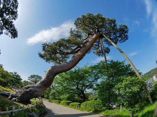 兼六園のそびえたつ松の木