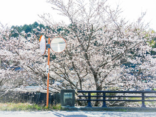 カーブミラーと桜