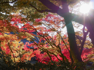 盛栄な紅葉の木々