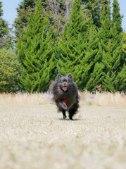 自然の中で駆けてくる黒ポメラニアン