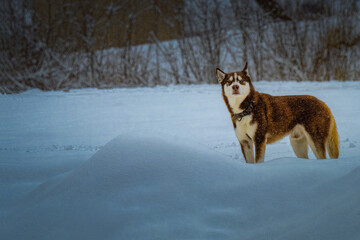 2021-12-04 BEAUTIFUL HUSKY WITH WHITE EYES STANDING IN A SNOW BANK AT SNOQUALMIE PASS WASHINGTON