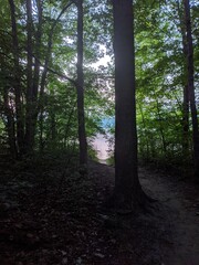 morning in the forest