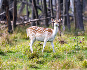 Naklejka na ściany i meble Deer Fallow Stock Photo and Image. Looking at camera in the field with grass and trees background in his environment and surrounding habitat displaying its antlers. Fallow Deer Image.