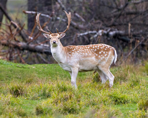 Deer Stock Photo and Image. Fallow Deer close-up profile side view, looking at camera in the field with a forest background in its environment and habitat surrounding.