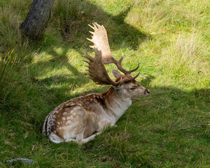 Deer Stock Photo and Image. Close-up aerial view resting on grass displaying antlers and brow spot fur coat in its environment and habitat surrounding.